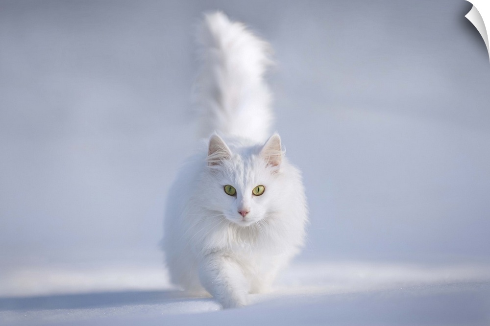 A white Persian cat with bright green eyes walking in the snow.