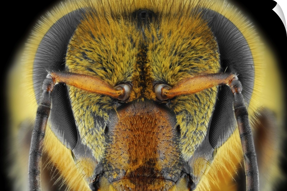 Extreme close-up of a bee's face.