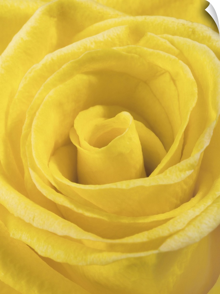 macro shot of a beautiful yellow rose