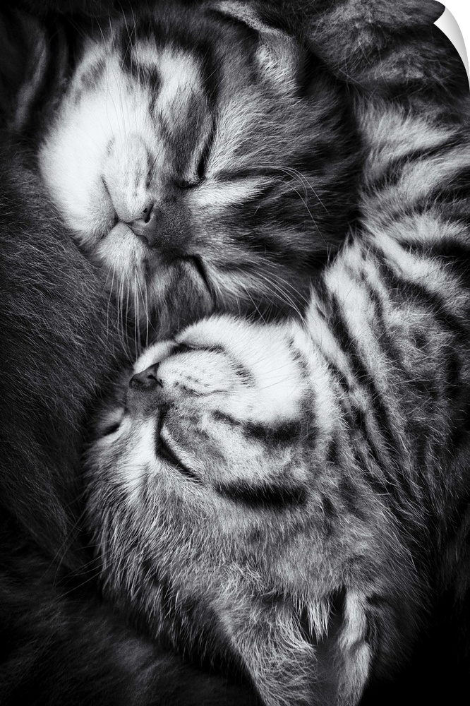 Two tabby kittens cuddling together during a nap.