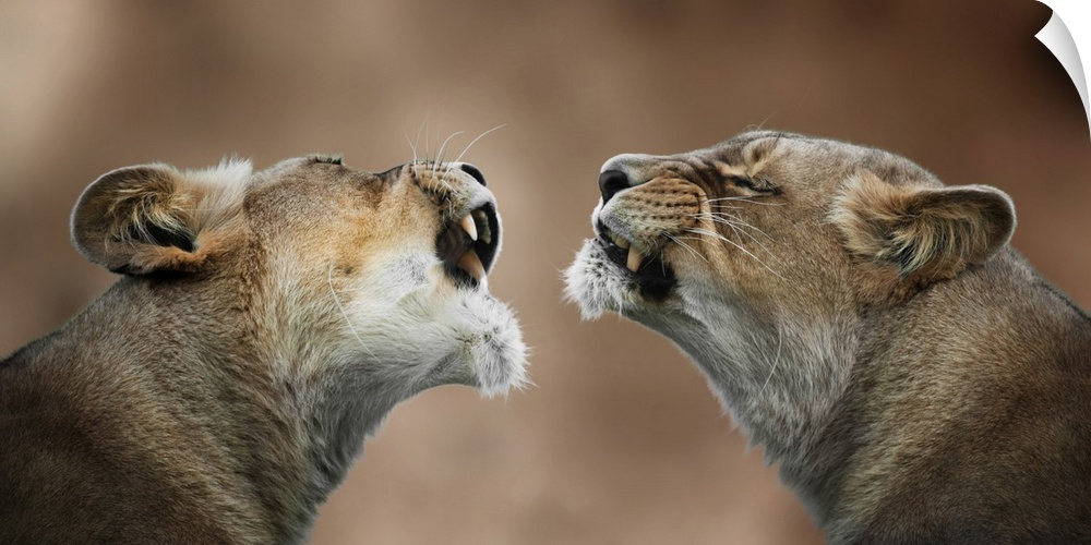 Photograph of two lionesses who look like they are communicating.