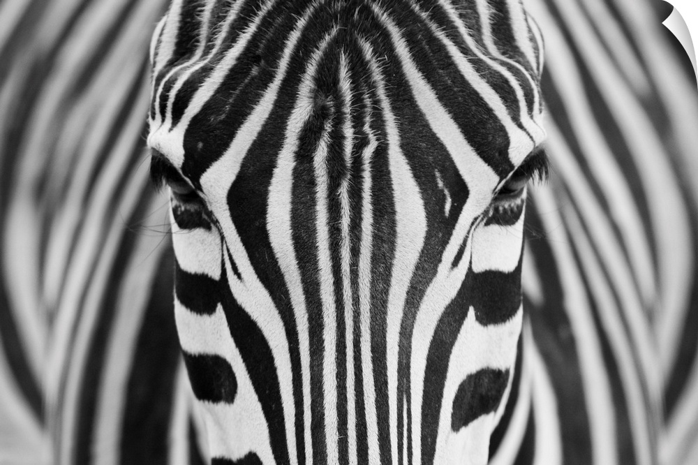 Portrait of a zebra staring straight ahead.