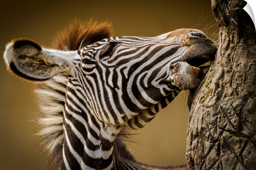 A young zebra gnawing at tree bark in the African Savannah.