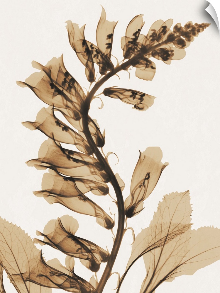 Contemporary x-ray photograph of fox glove flowers.