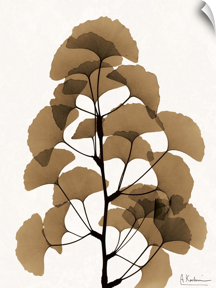 Contemporary x-ray photograph of ginko leaves.