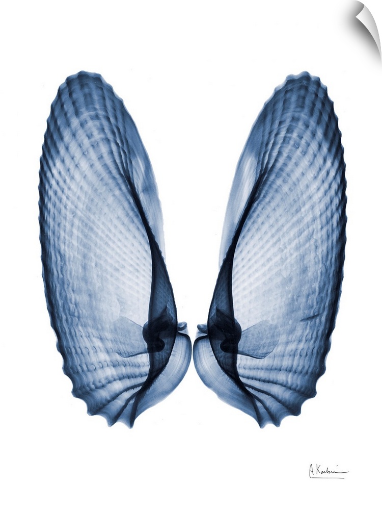 An x-ray photograph of seashells next to each other like angel wings against a white background.