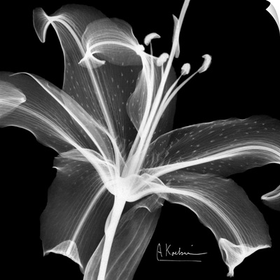 Asiatic Lily x-ray floral photograph