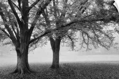 Black and white Tree