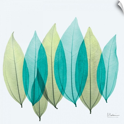 Blue and Green Coculus Leaf X-Ray Photograph