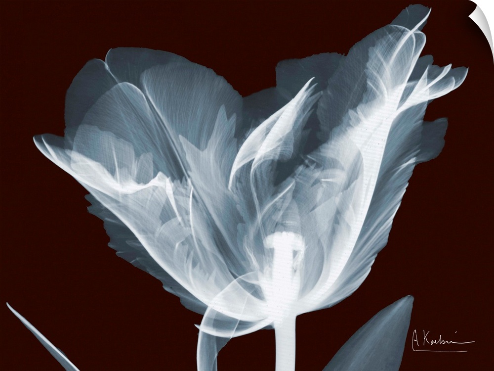 X-Ray photograph of a flower against a dark background.