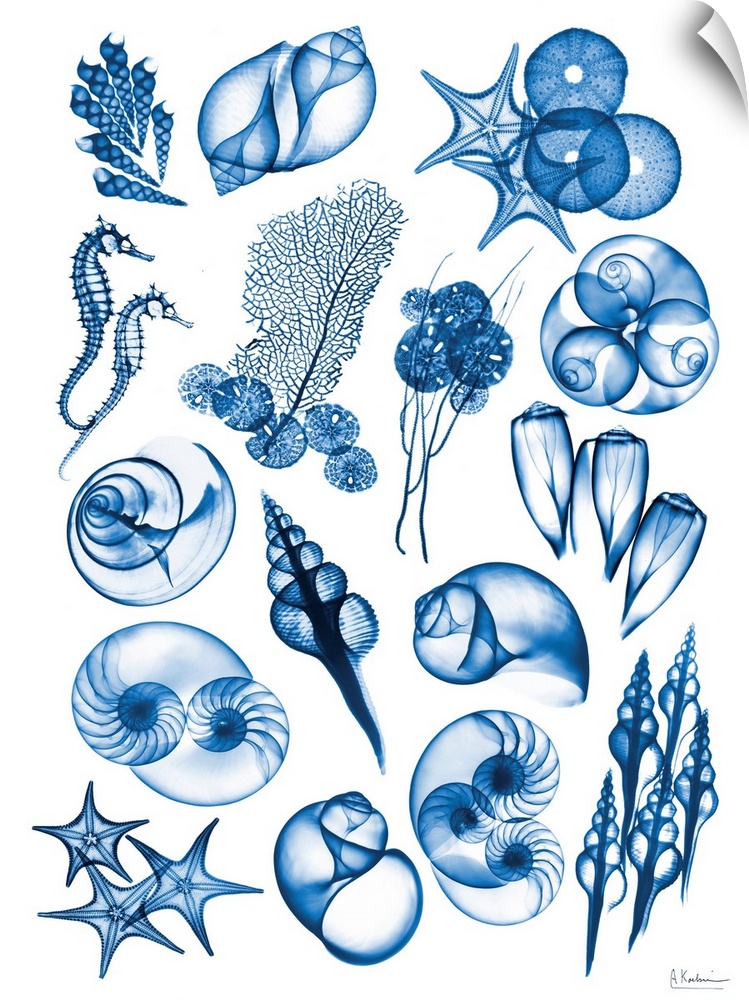 X-ray style photograph of a collection of sea shells, starfish, and coral.