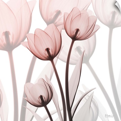 Blush Luster Tulips