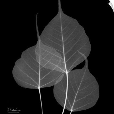 Bo Tree Leaf X-Ray Photograph