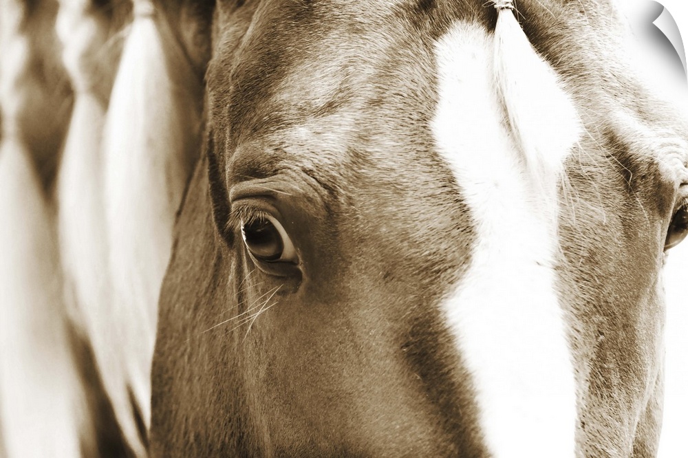 Sepia toned close-up photograph of a horse gazing into the camera. With a braided mane.