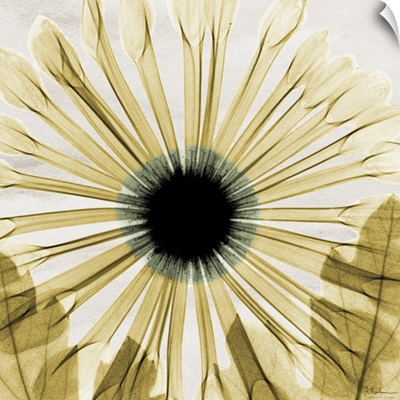 Chrysanthemum II x-ray photography