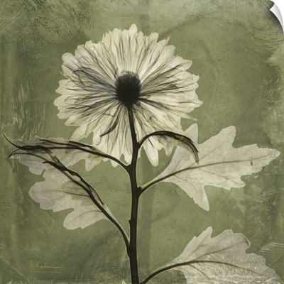 Chrysanthemum x-ray photography