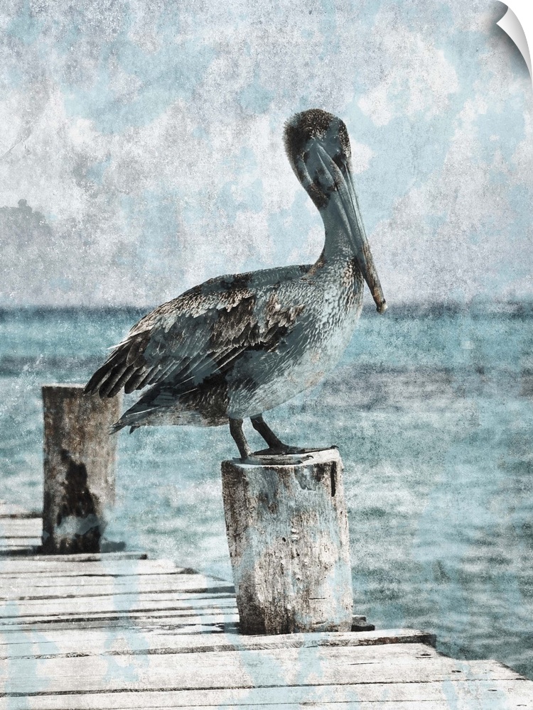 Black and white photograph of a pelican standing on a dock with light blue tones painted on top.