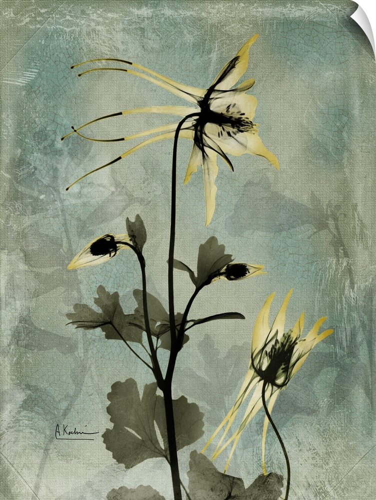 Vertical x-ray photograph of columbine flowers. Against a cool tone background.
