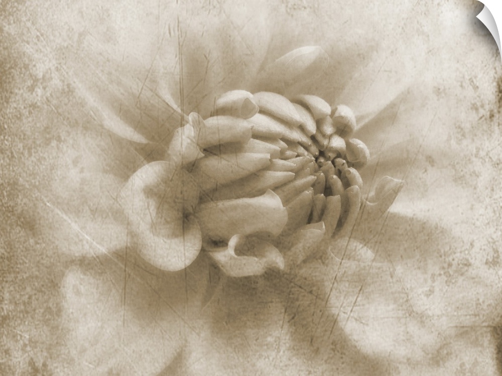 A macro photograph of a weathered grungy looking dahlia flower.