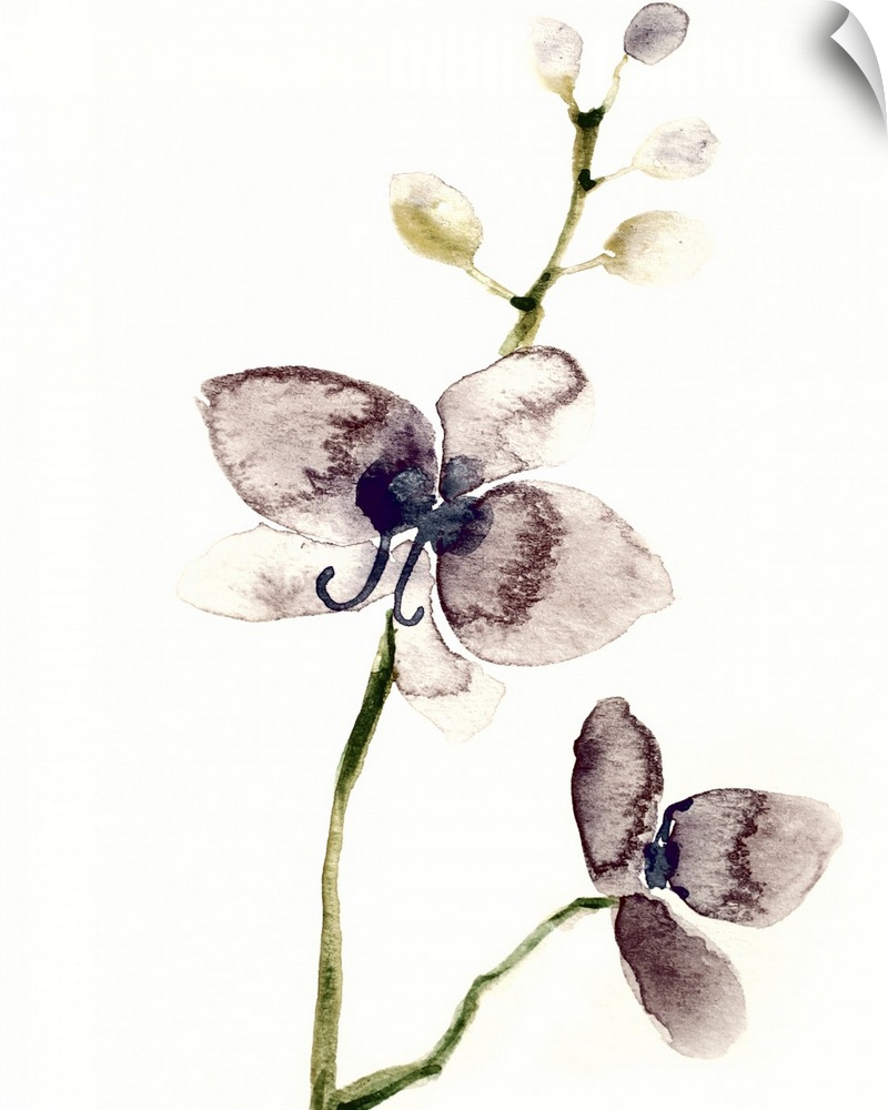 Vertical watercolor painting of a two dark purple orchids on a solid cream colored background.