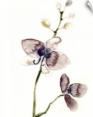 Dark Orchid I