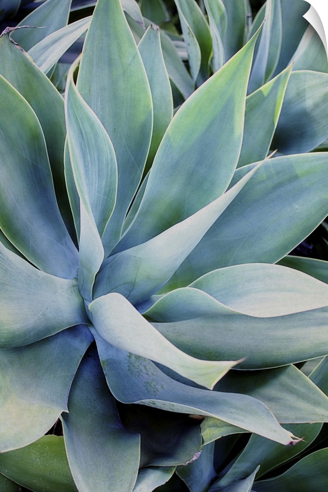 Close up photo of succulent plants with broad leaves.