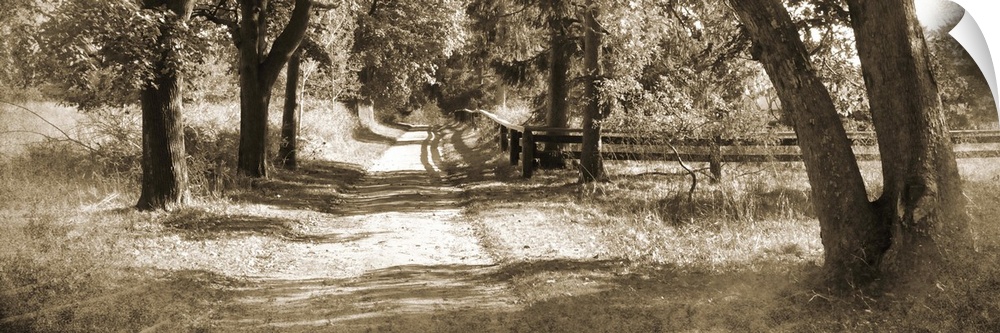 Sepia toned photograph of a dirt path vanishing into a row of trees casting afternoon shadows.