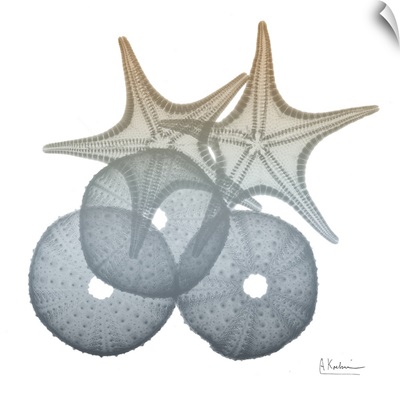 Earthy Hues Sea Urchin and Starfish