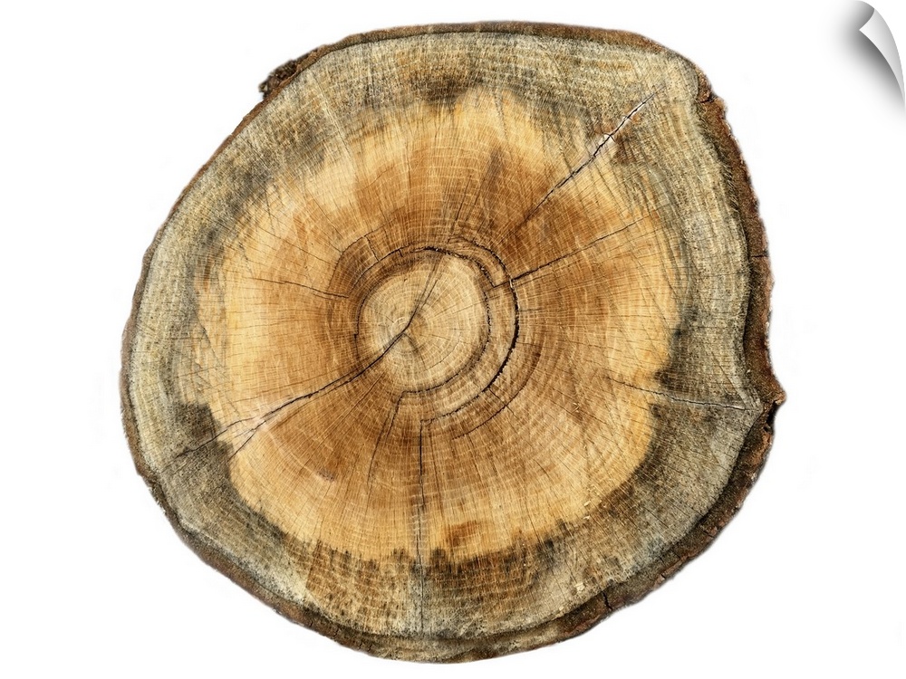 Contemporary artwork of a cross section of a tree showing concentric rings.