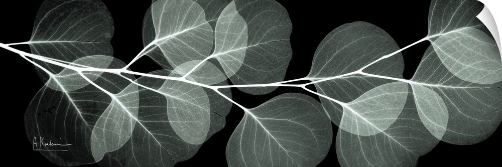 An x-ray of a branch of eucalyptus leaves on a black background.