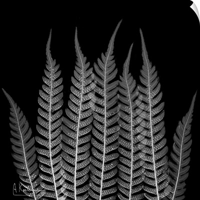 Fern Leaf X-Ray Photograph