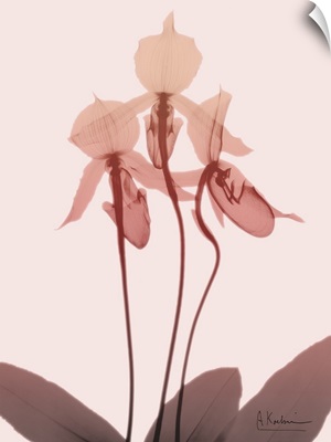 Furiosa Orchid