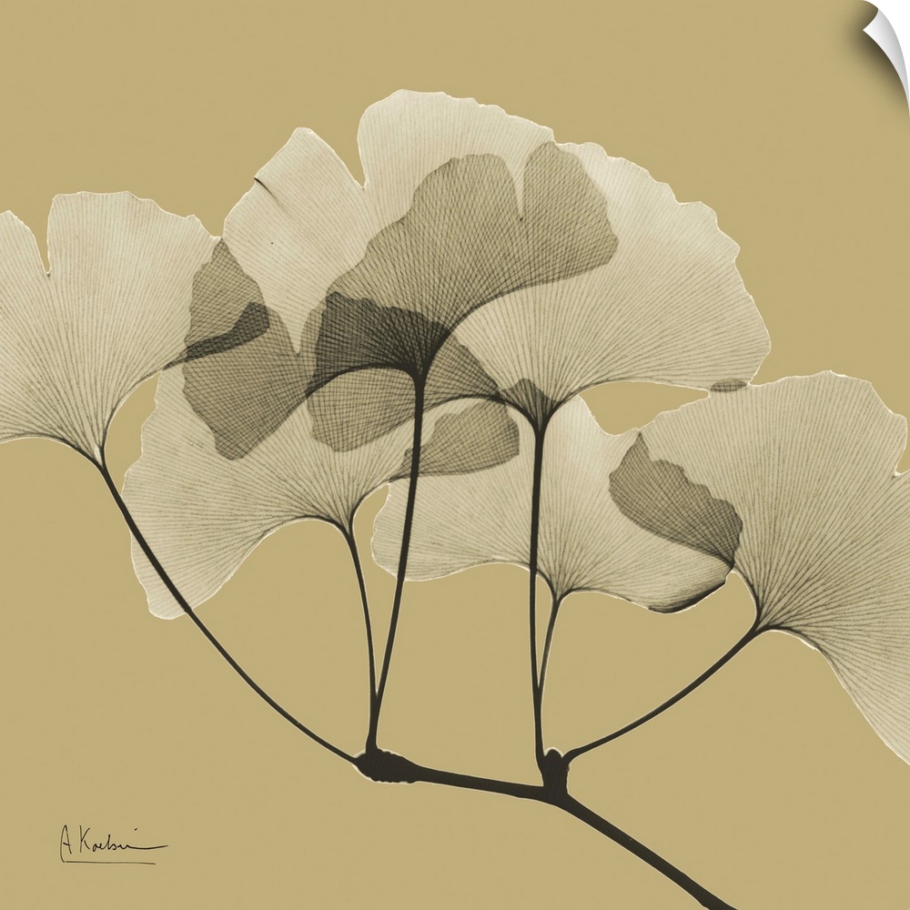 Square x-ray photograph of a group of ginko leaves on the end a tree branch, against an earth toned background.