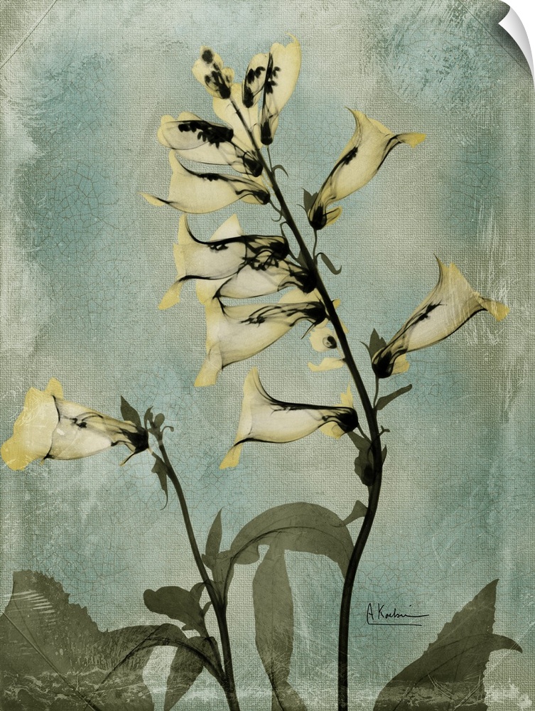Vertical x-ray photograph of golden foxglove flowers. Against a cool tone background.