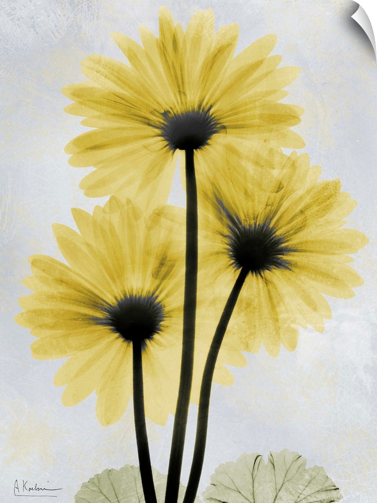 Vertical x-ray photograph of three gerbera flowers against a faded light background.