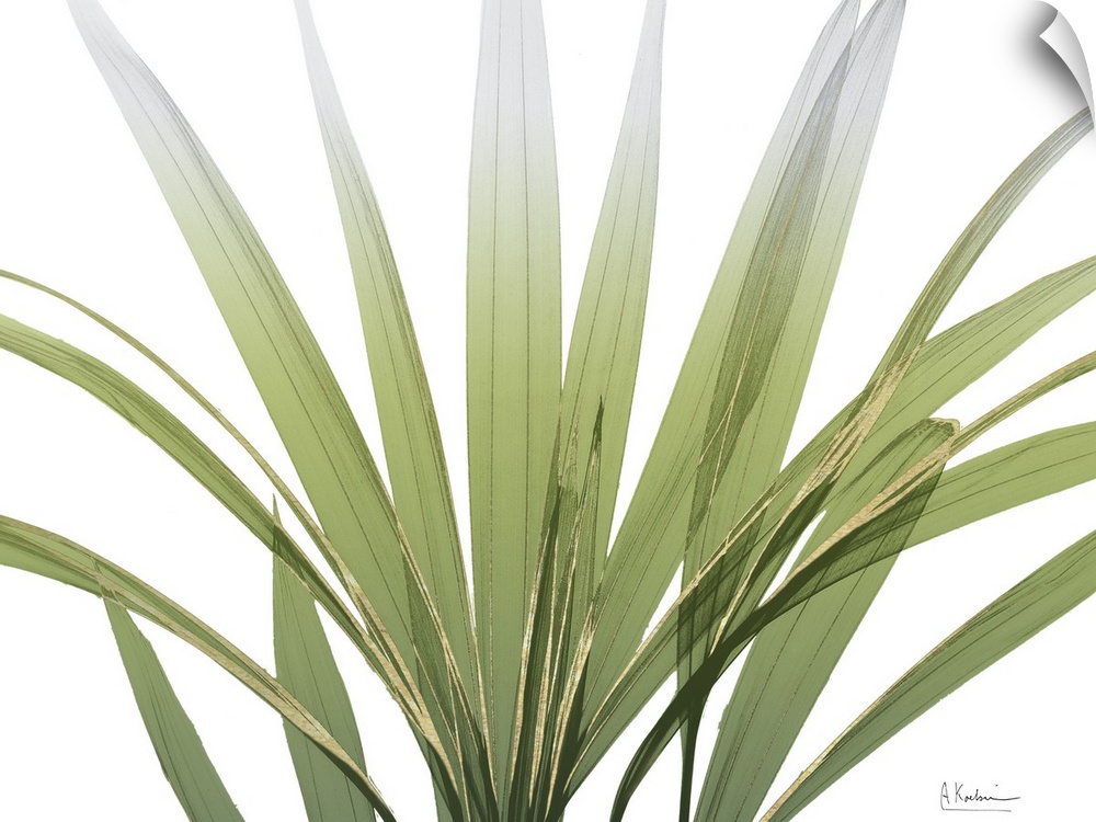 X-ray style photo of several long green palm fronds with gold edges.