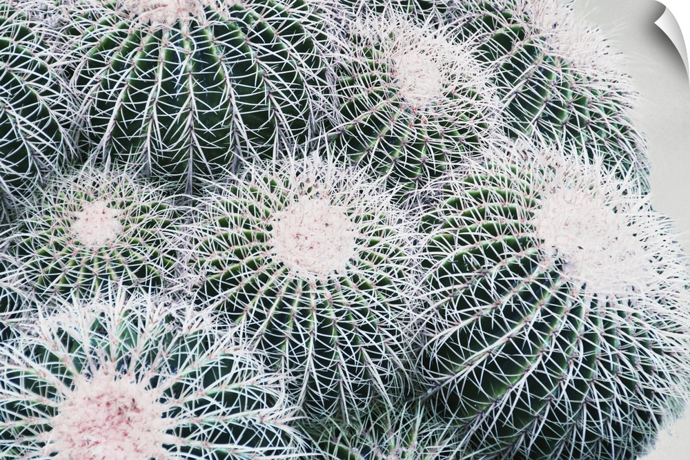 Close up photo of round cactus buds covered in spines.