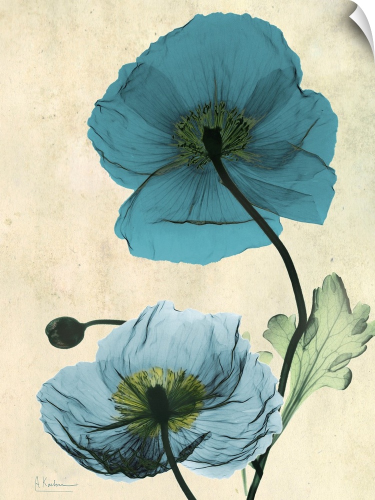 Vertical x-ray photograph of two Icelandic poppies against a faded earth toned background.