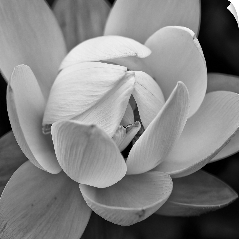 A black and white macro photograph of a flower in bloom.