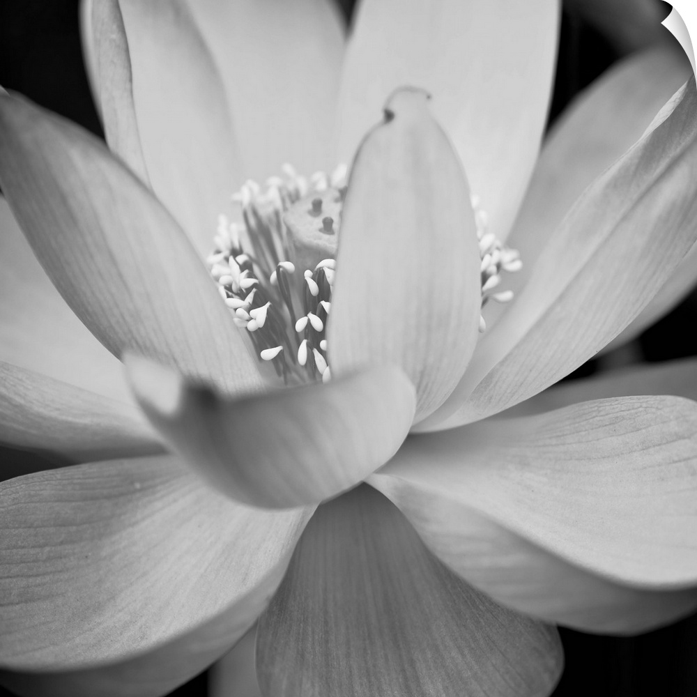 A black and white macro photograph of a flower in full bloom.