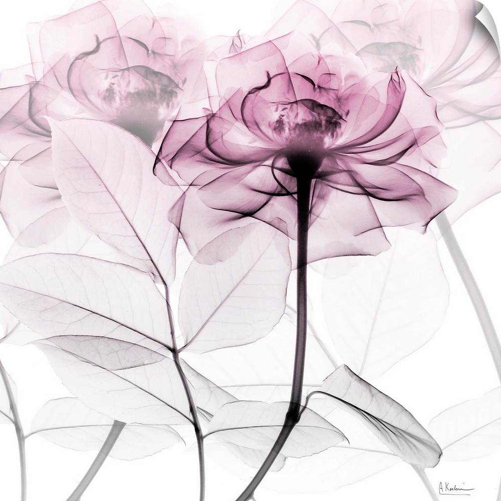 Lavish Pink Rose