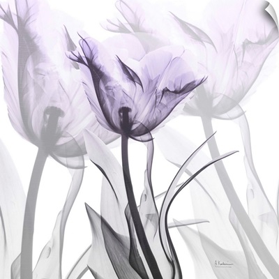 Lilac Luster Tulip 2