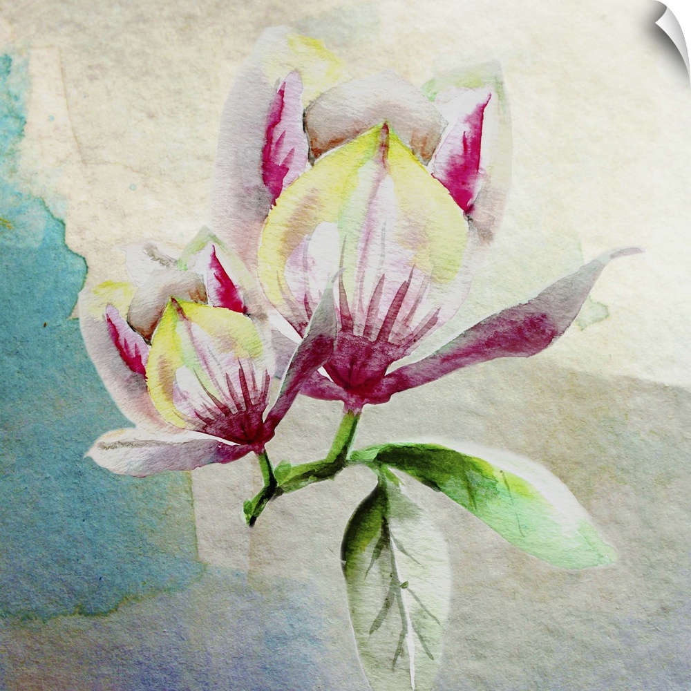 Square watercolor painting of a two magnolia flowers in shades of pink, yellow, white, and green on an abstract background.