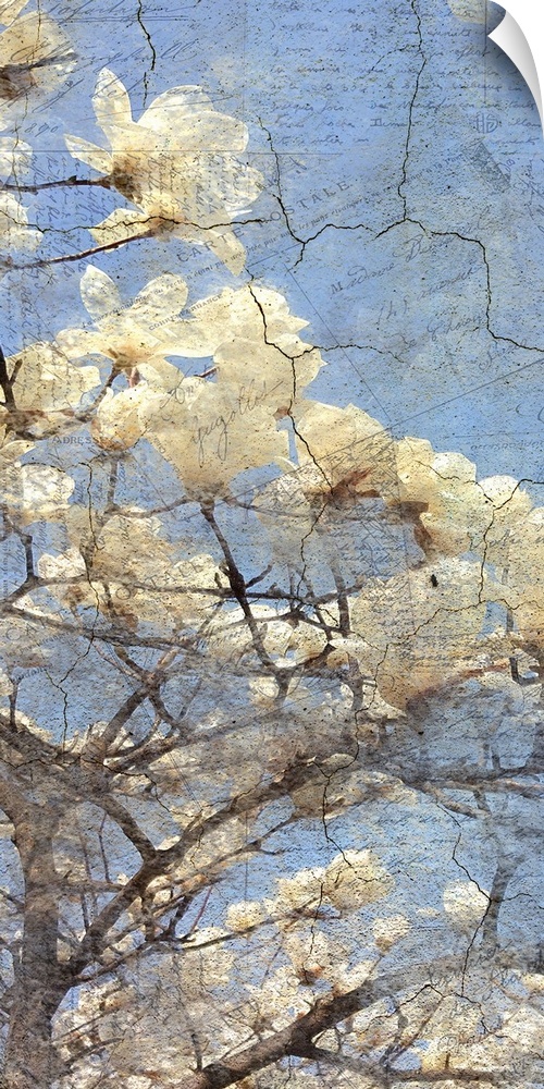 Contemporary artwork of a close view of white magnolia flowers on a tree.