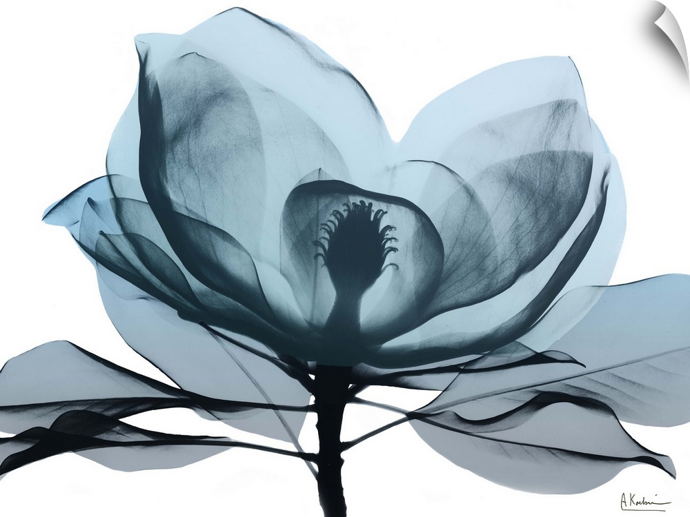Contemporary x-ray photography of a magnolia flower.