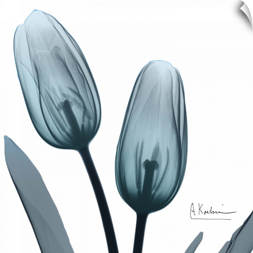 Contemporary x-ray photography of tulips in blue tones.