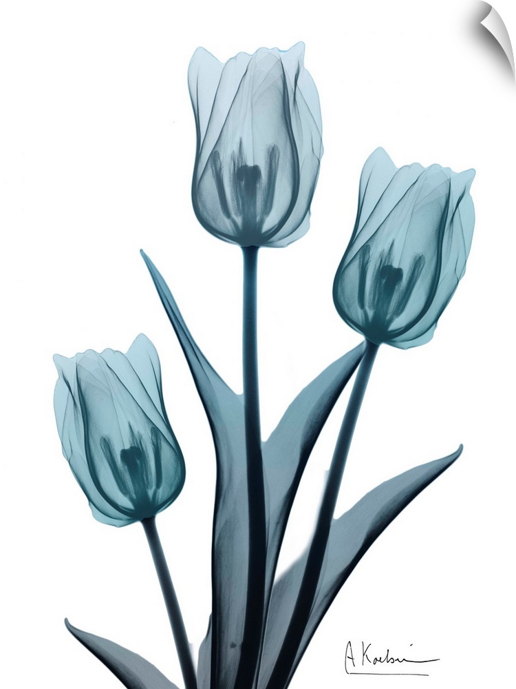 Contemporary x-ray photograph of tulip flowers.