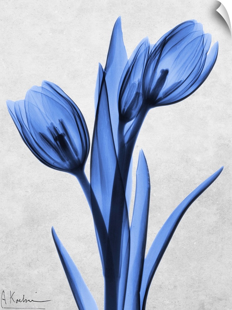 An x-ray photograph of blue tulips against a neutral background.