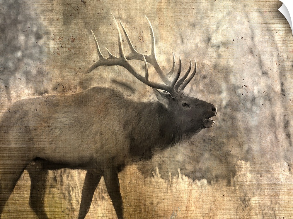 An elk walking through the woods in the morning.