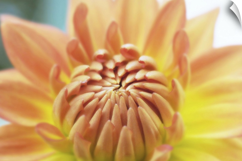 A macro photograph of a bright orange dahlia flower.